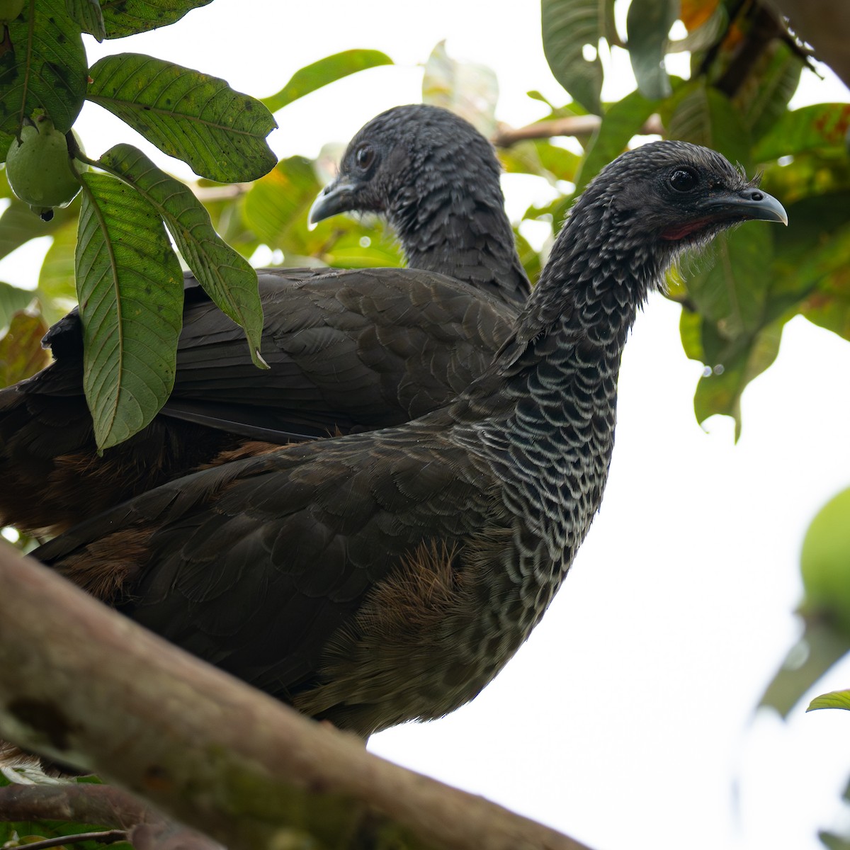 Colombian Chachalaca - ML645857112