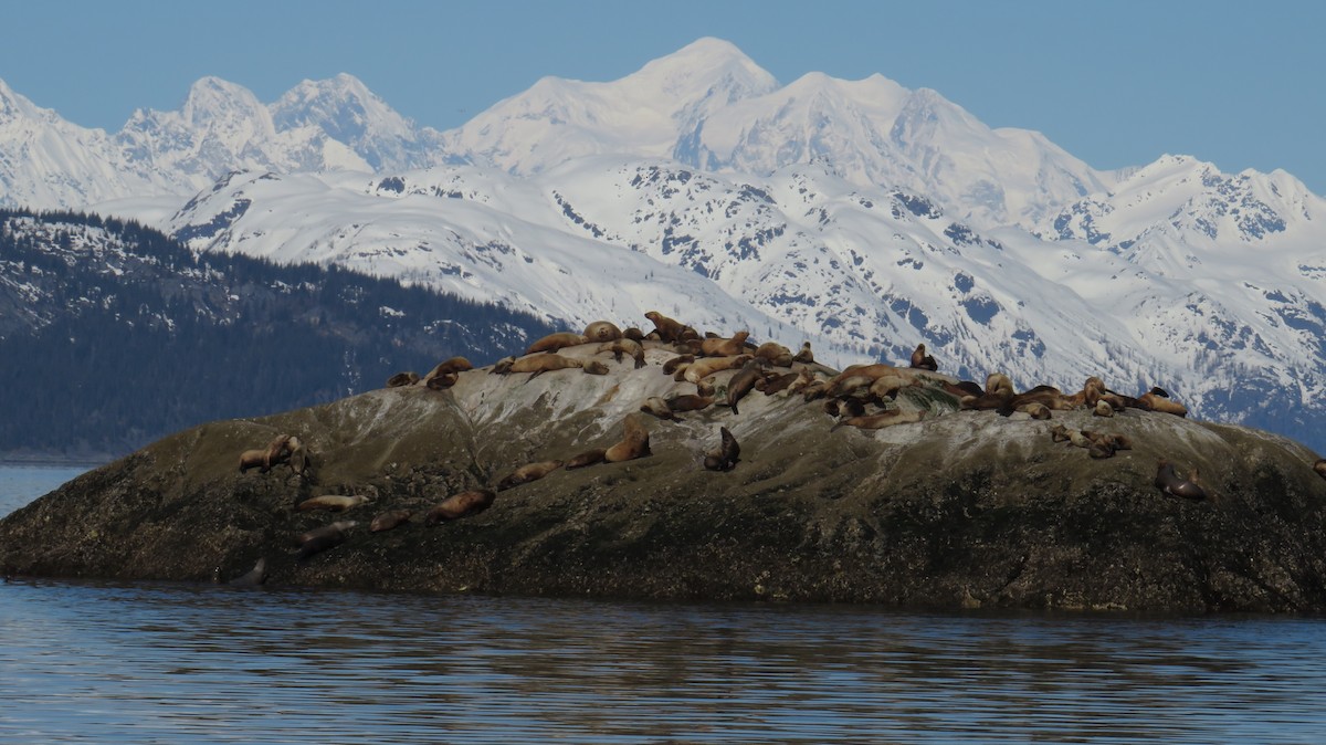 Steller Sea Lion - ML645857115