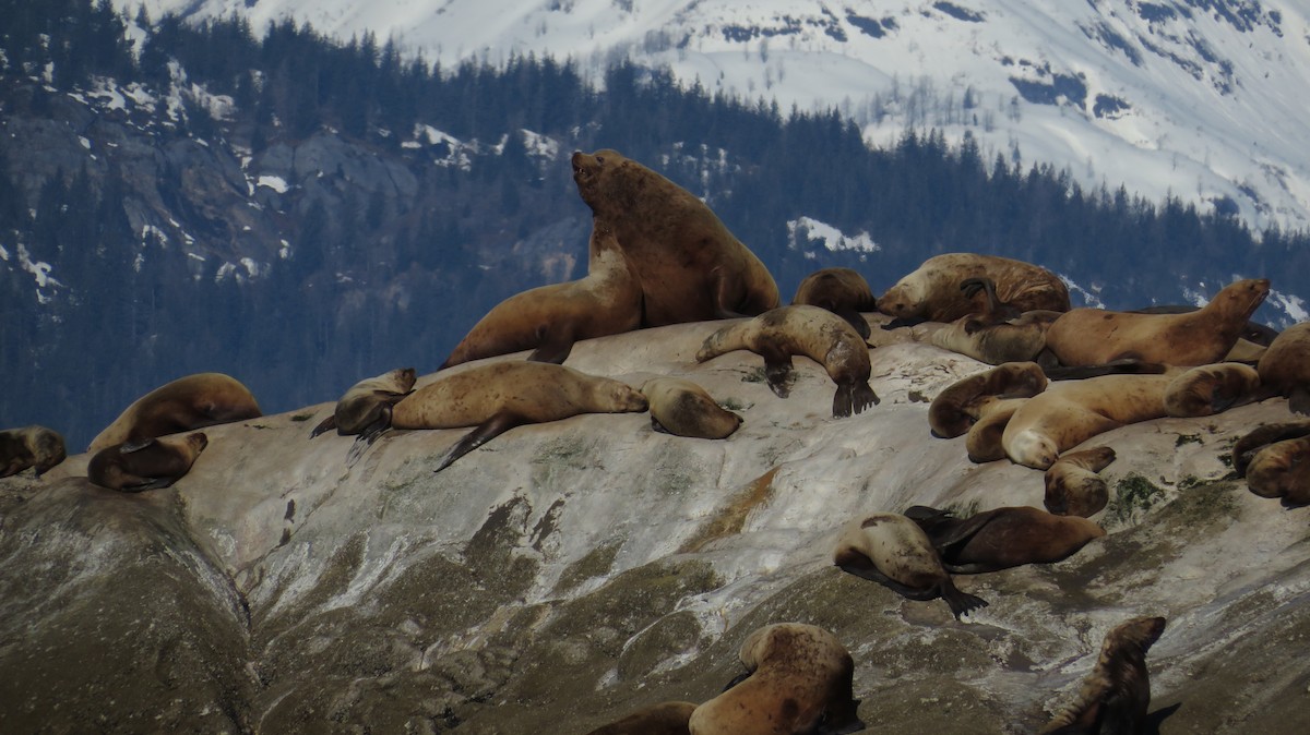 Steller Sea Lion - ML645857116