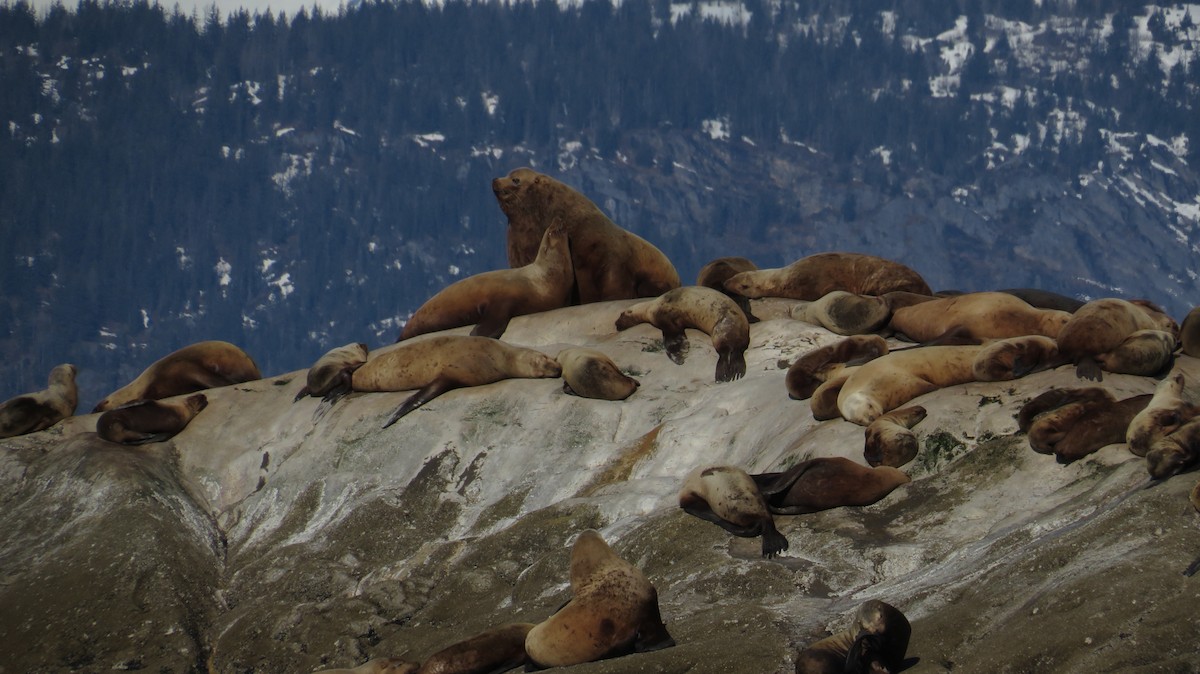 Steller Sea Lion - ML645857117
