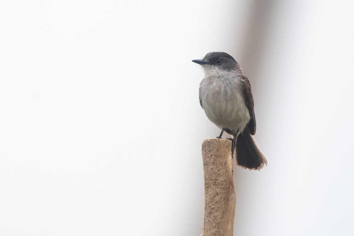 River Tyrannulet - ML645857121