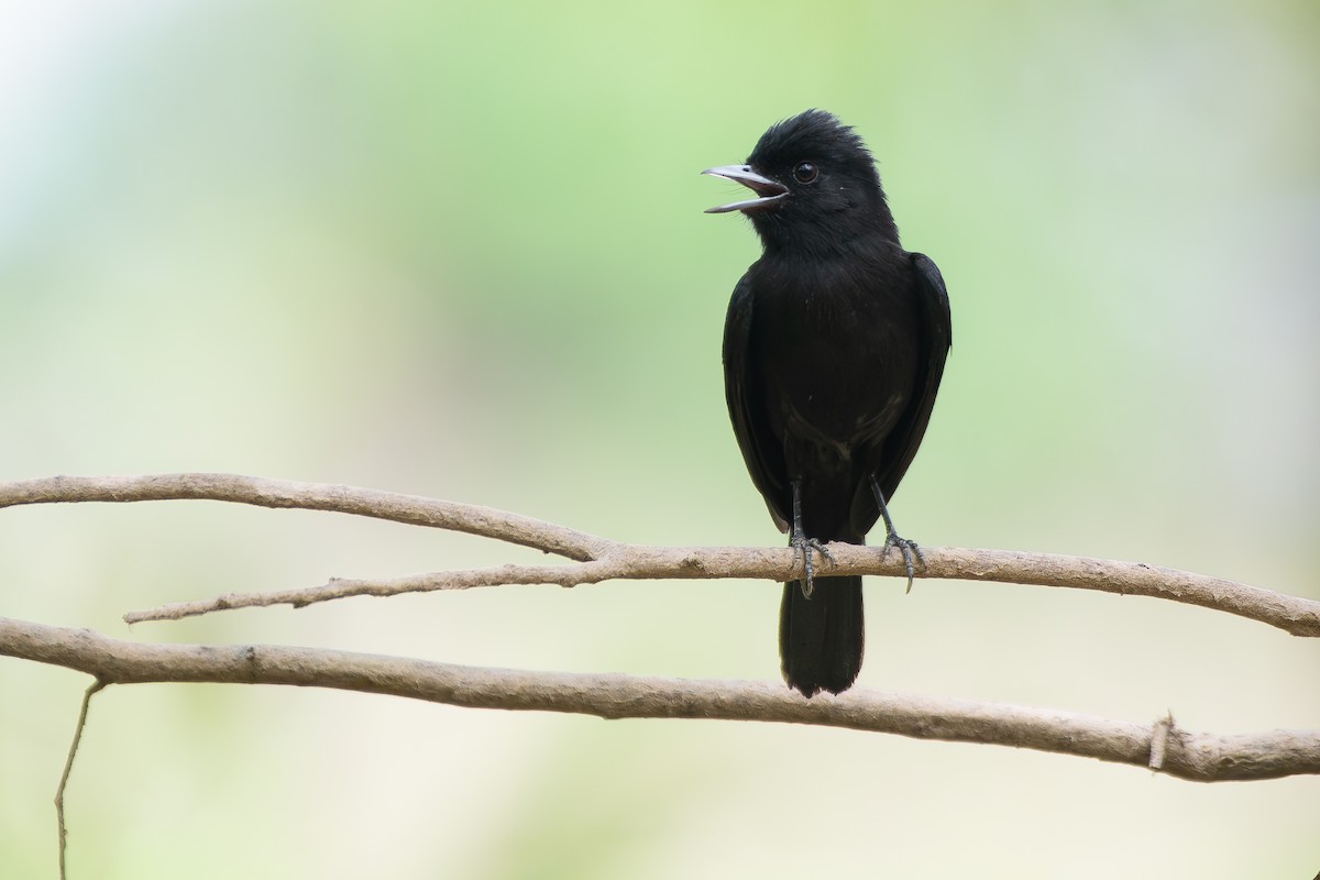 Riverside Tyrant (Sclater's) - ML645857122