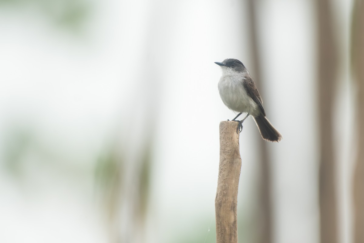 River Tyrannulet - ML645857124