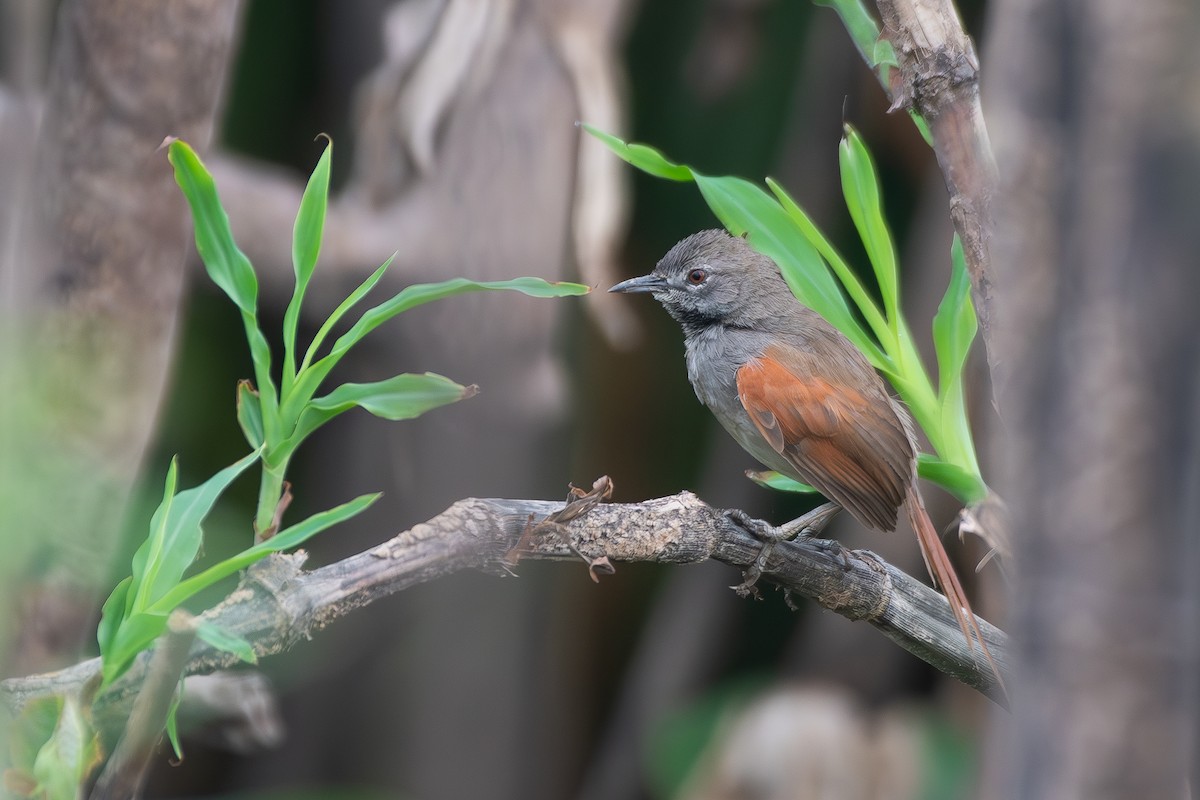 Synallaxe à ventre blanc - ML645857125