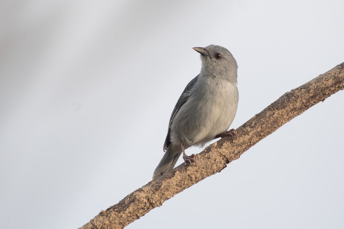 Conirostre marguerite - ML645857126