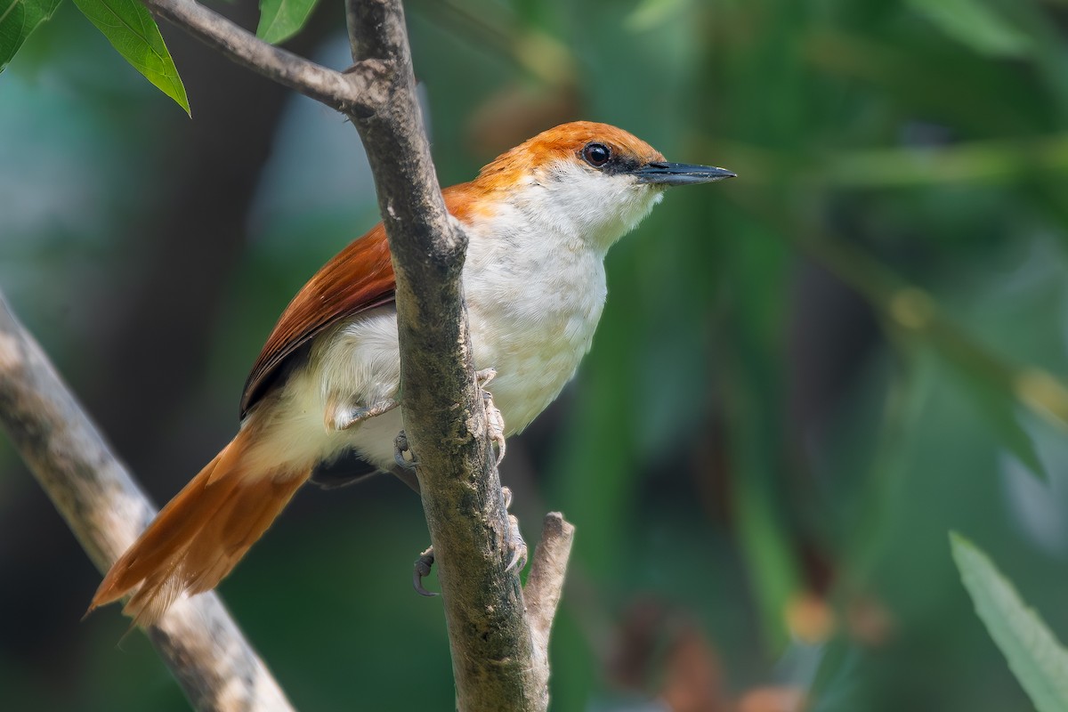 Red-and-white Spinetail - ML645857127