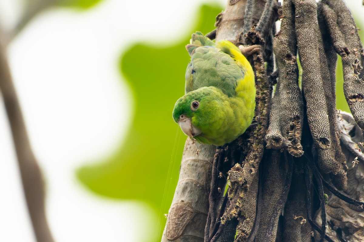 Riparian Parrotlet - ML645857128