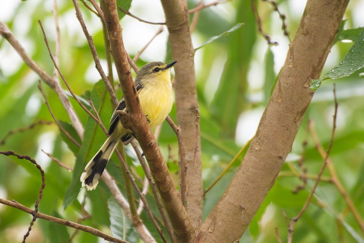 Lesser Wagtail-Tyrant - ML645857129
