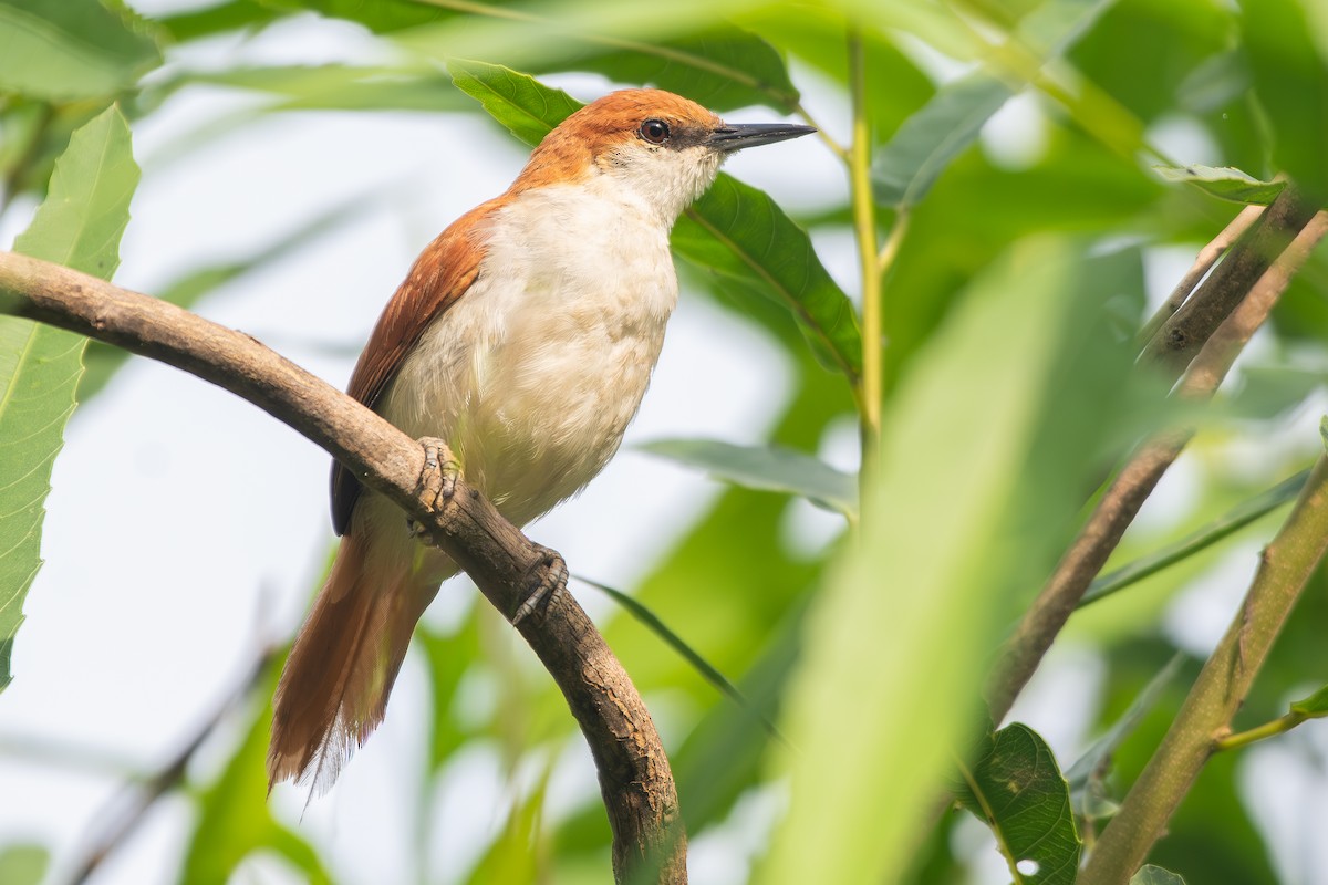 Red-and-white Spinetail - ML645857130