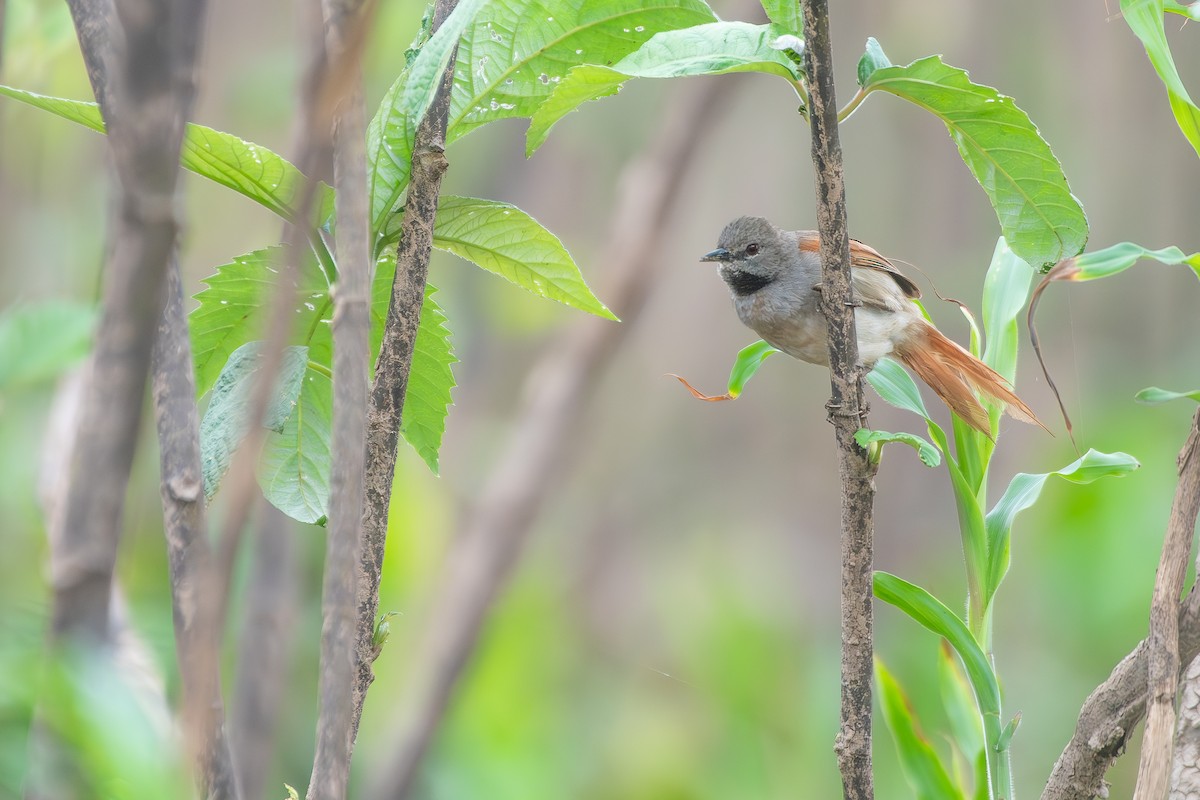 Synallaxe à ventre blanc - ML645857131