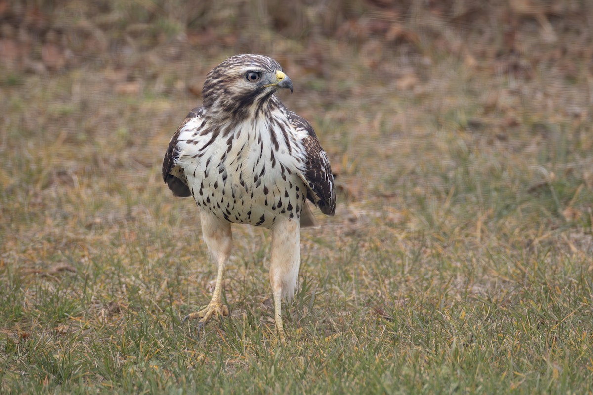 Red-shouldered Hawk - ML645857145