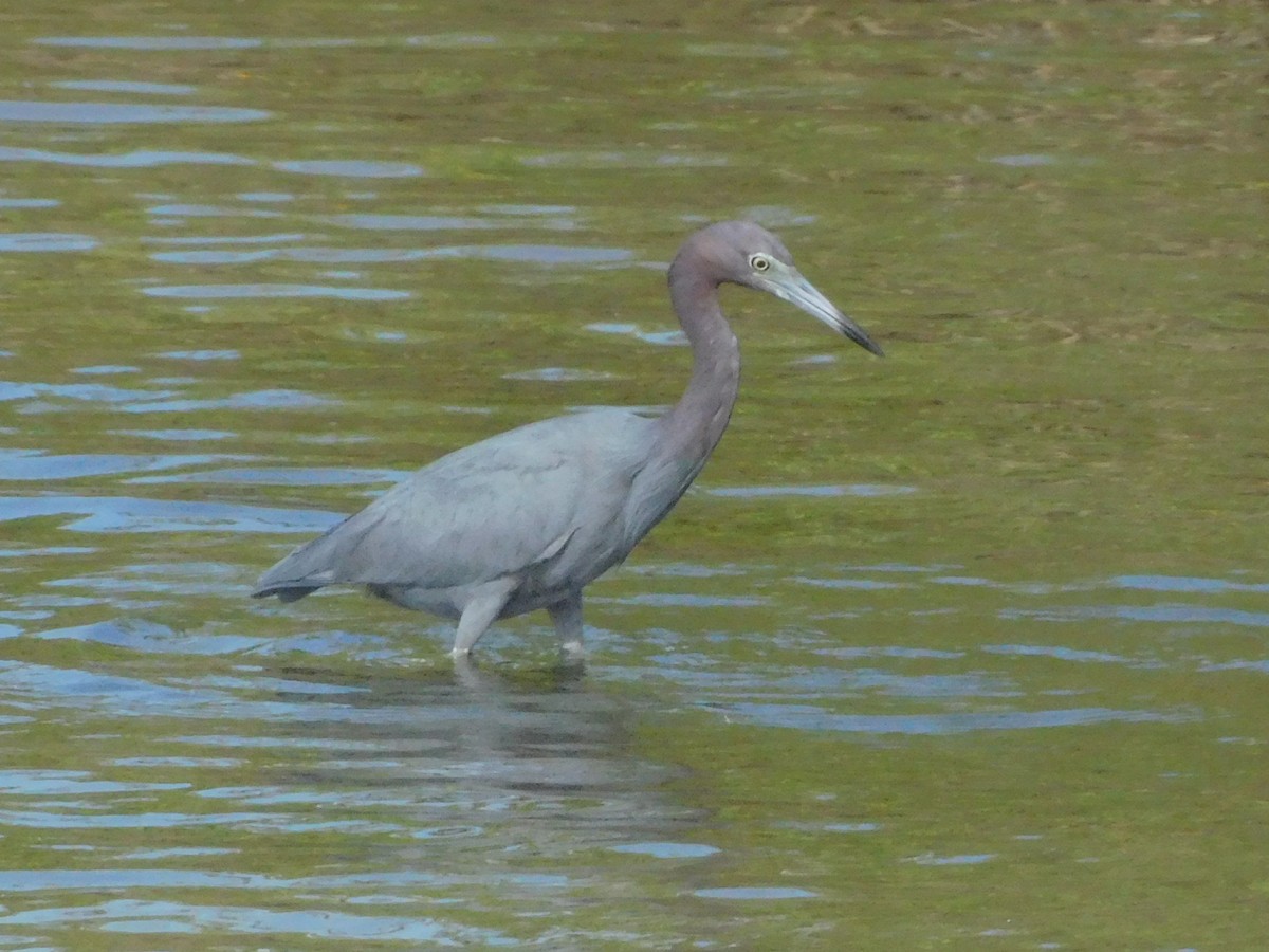 Little Blue Heron - ML645857159