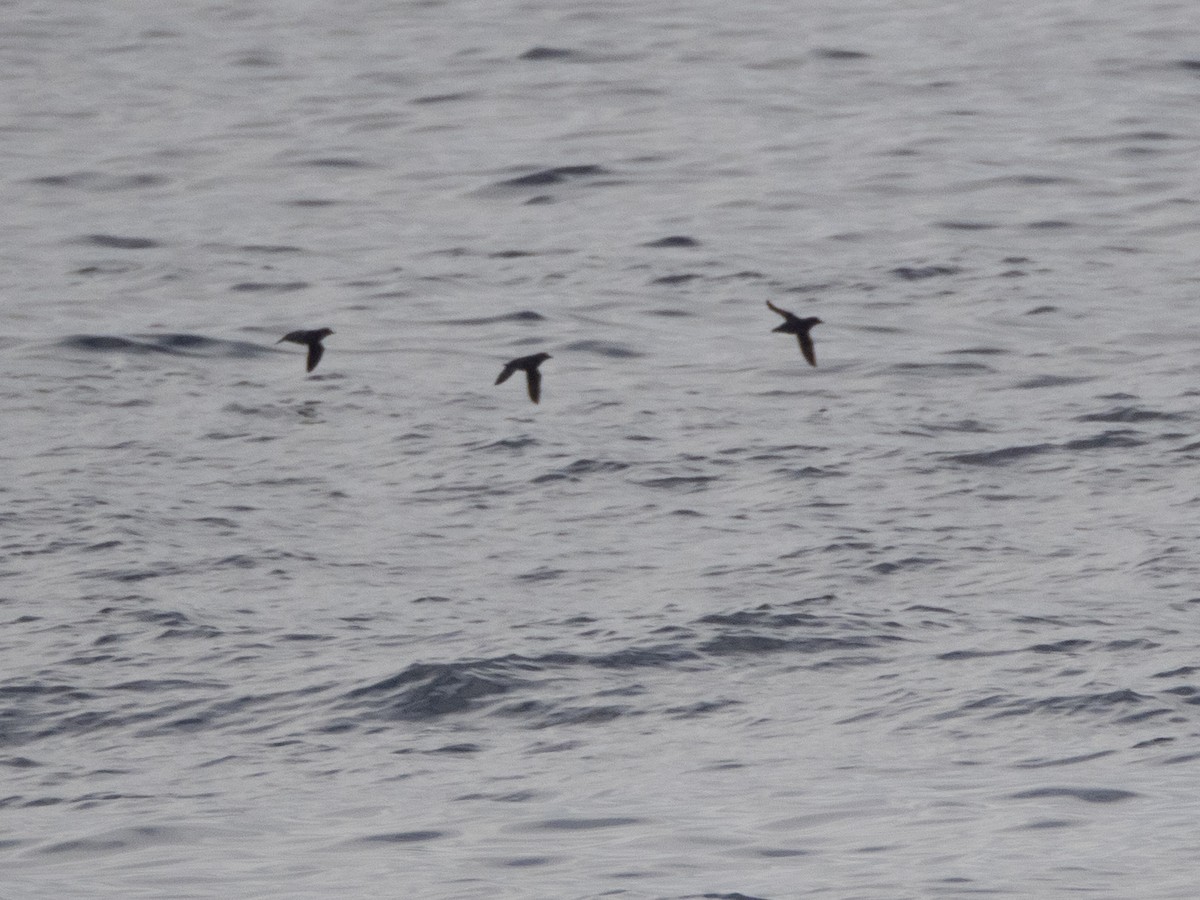 alkoun aleutský - ML645857161