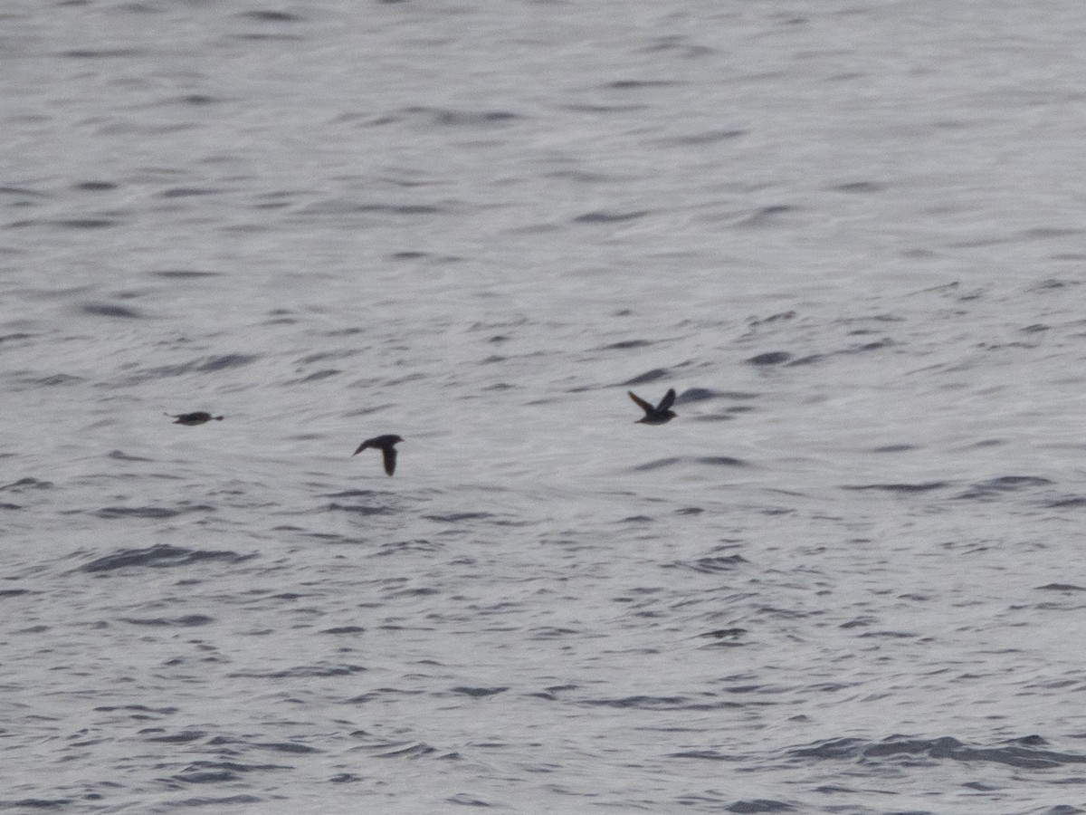 alkoun aleutský - ML645857162