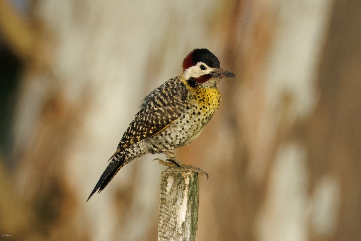 Green-barred Woodpecker - ML645857167