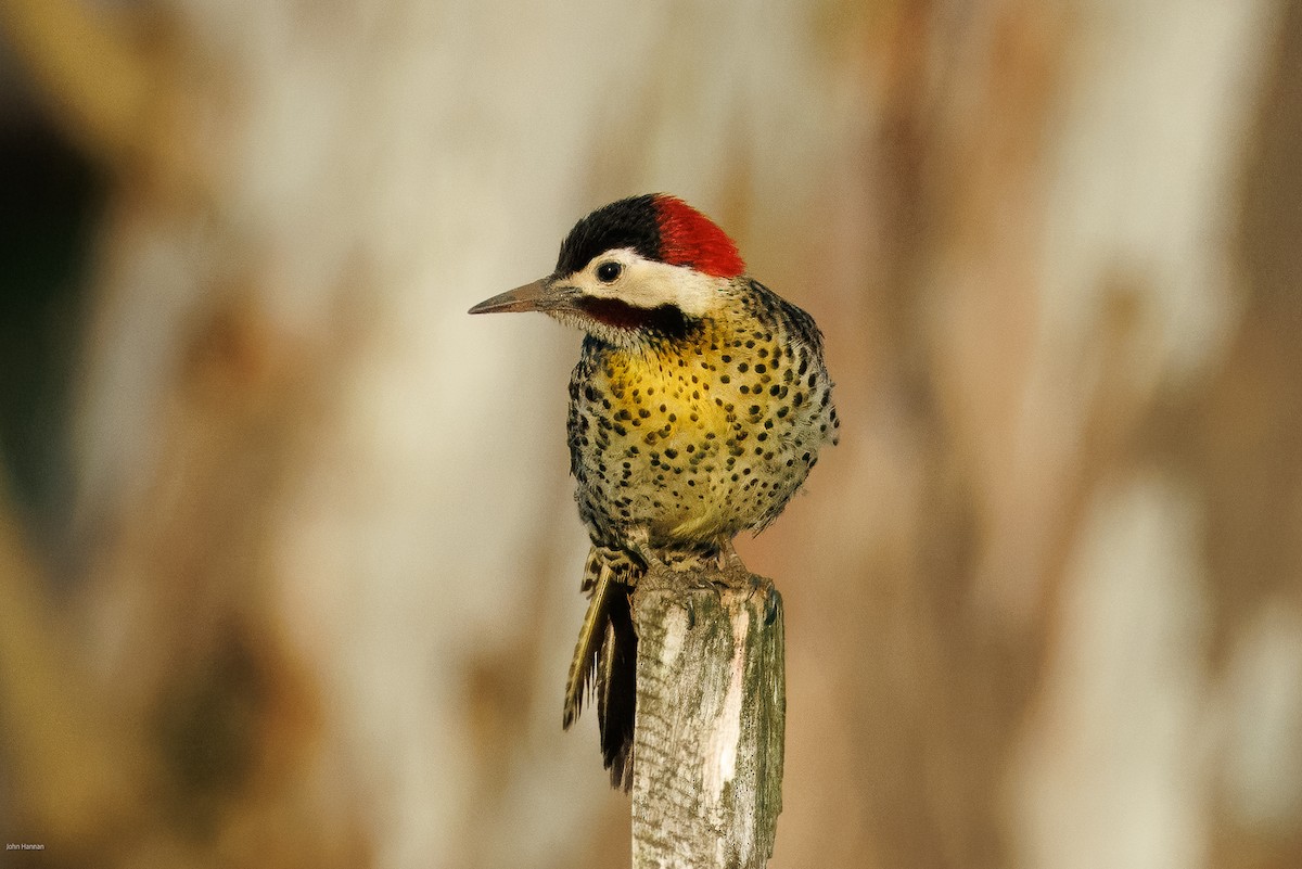 Green-barred Woodpecker - ML645857168