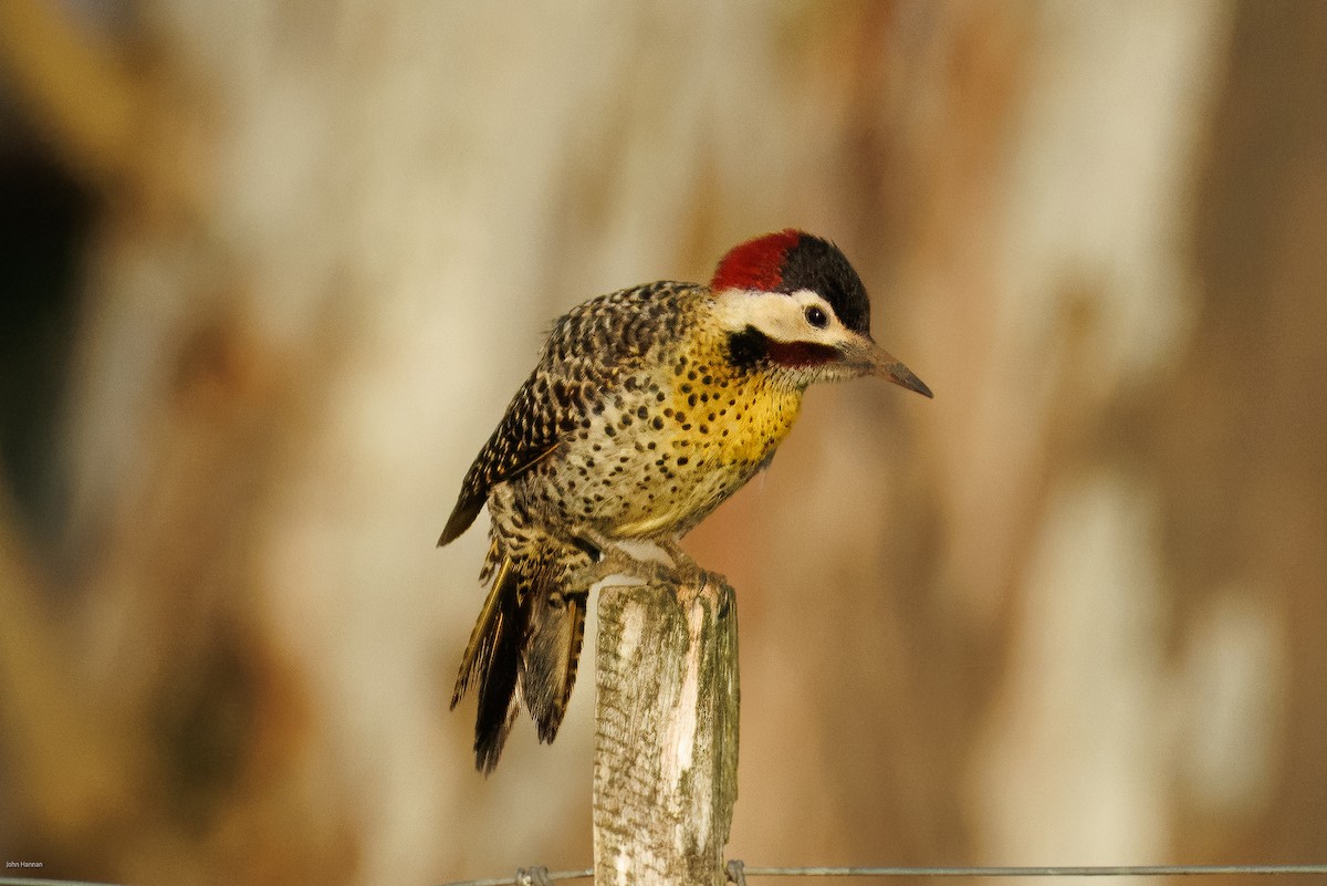 Green-barred Woodpecker - ML645857169