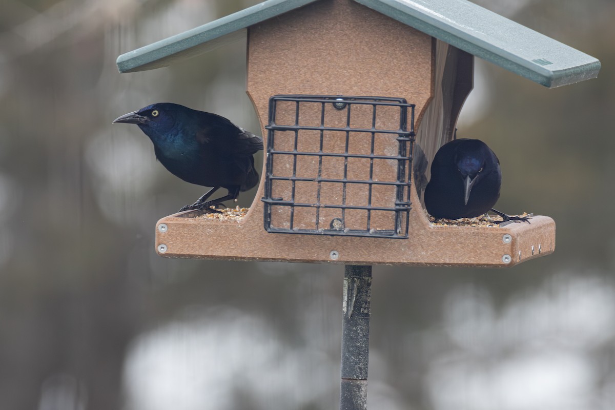Common Grackle - ML645857176