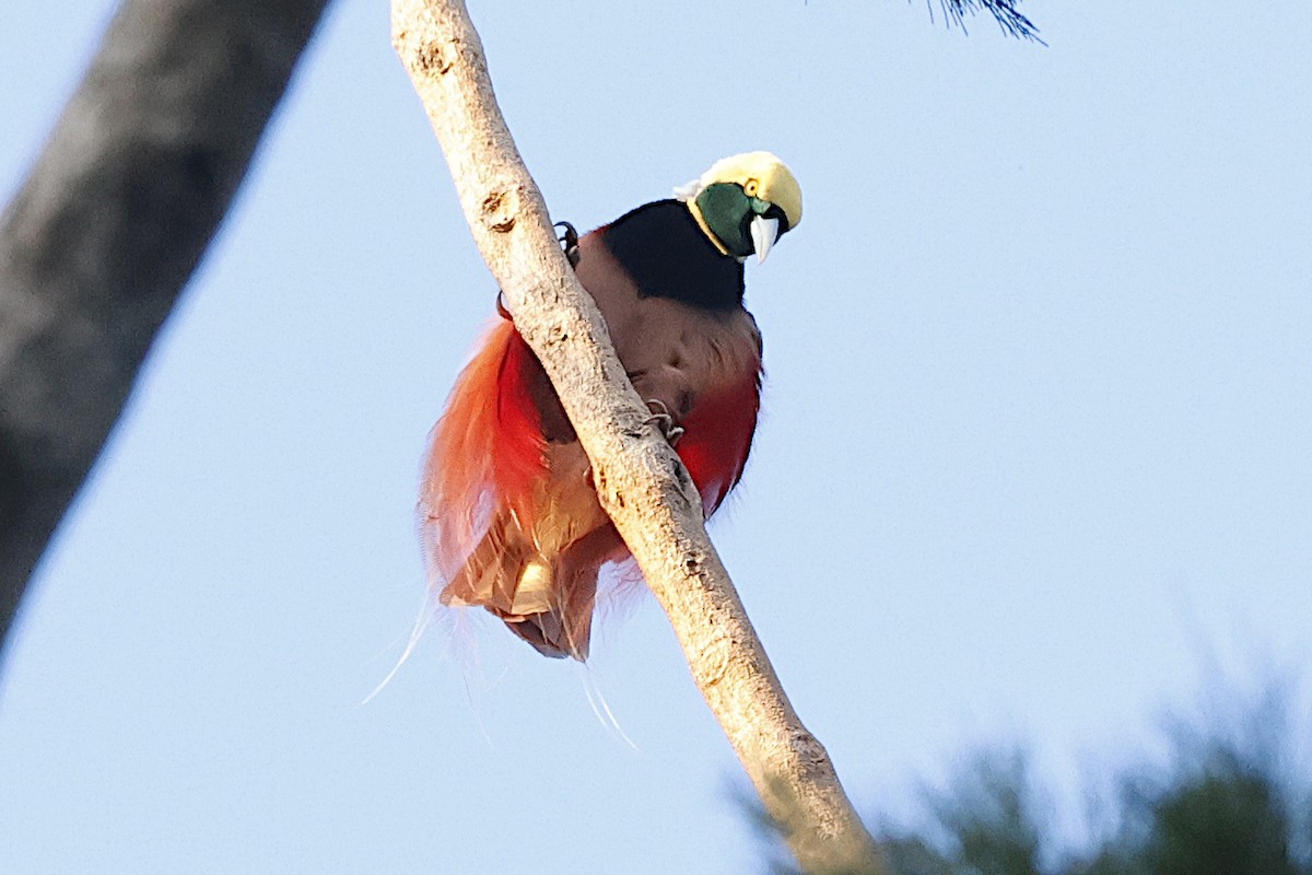 safranparadisfugl - ML645857184