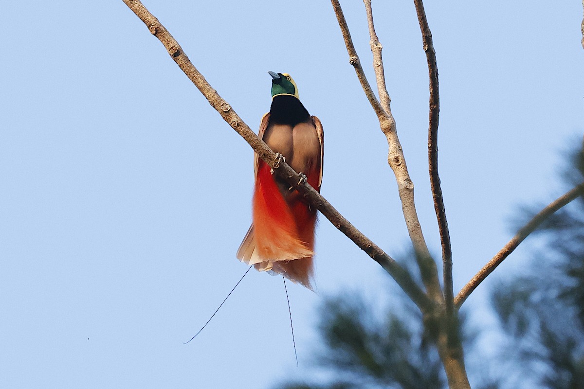 safranparadisfugl - ML645857185