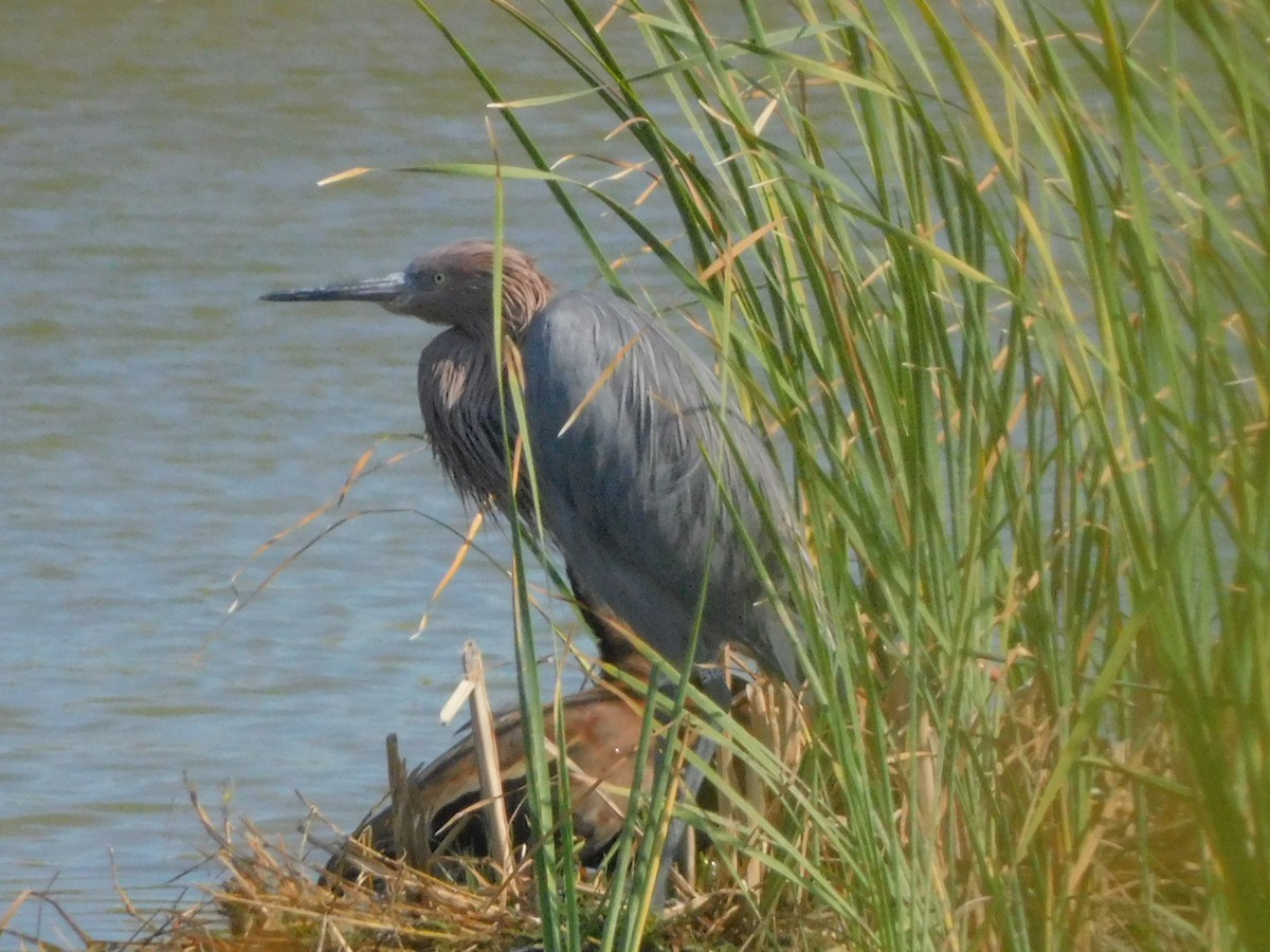 Reddish Egret - ML645857186