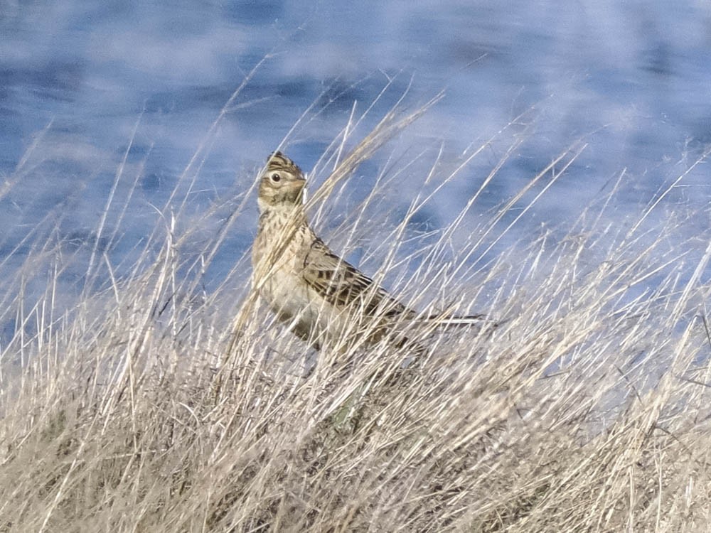 ヒバリ - ML645857188