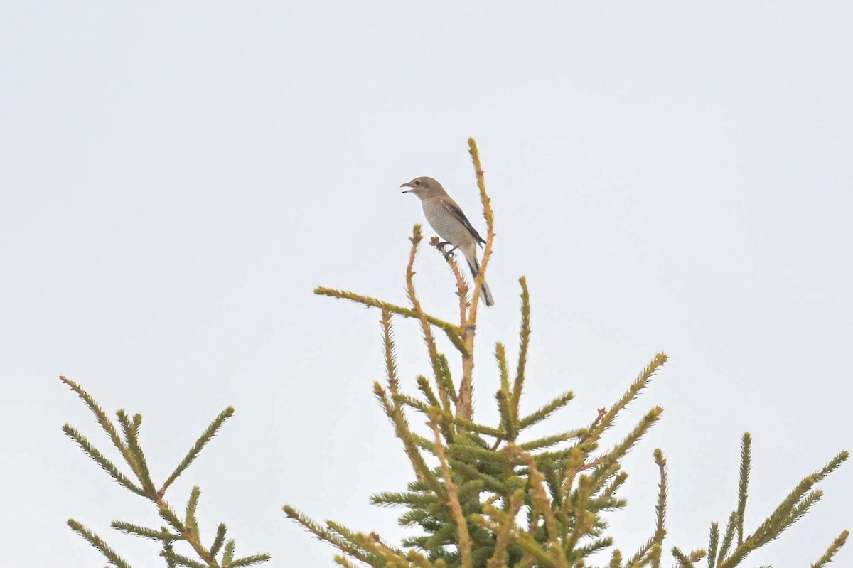 Antzandobi boreala - ML645857193