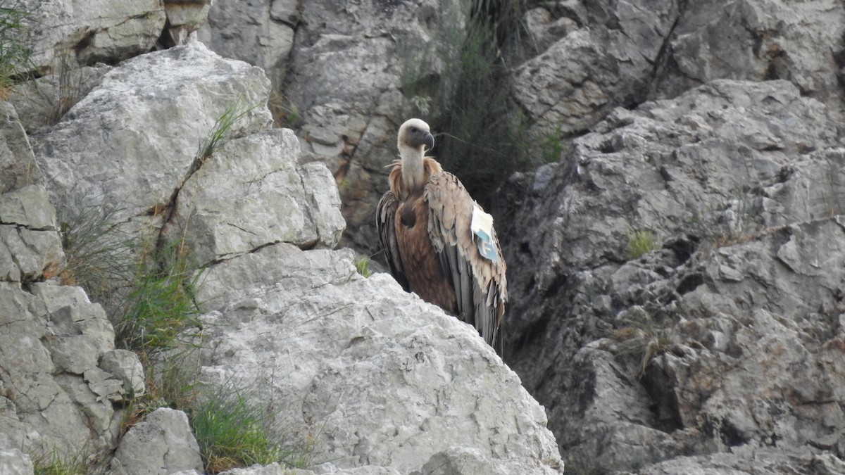 Eurasian Griffon - ML645857207