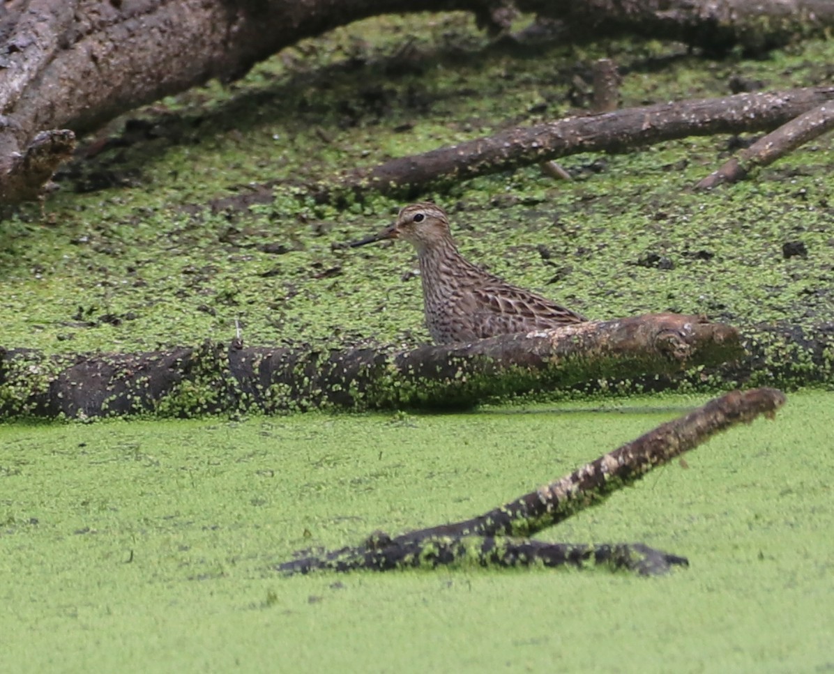 Дутыш - ML645857208