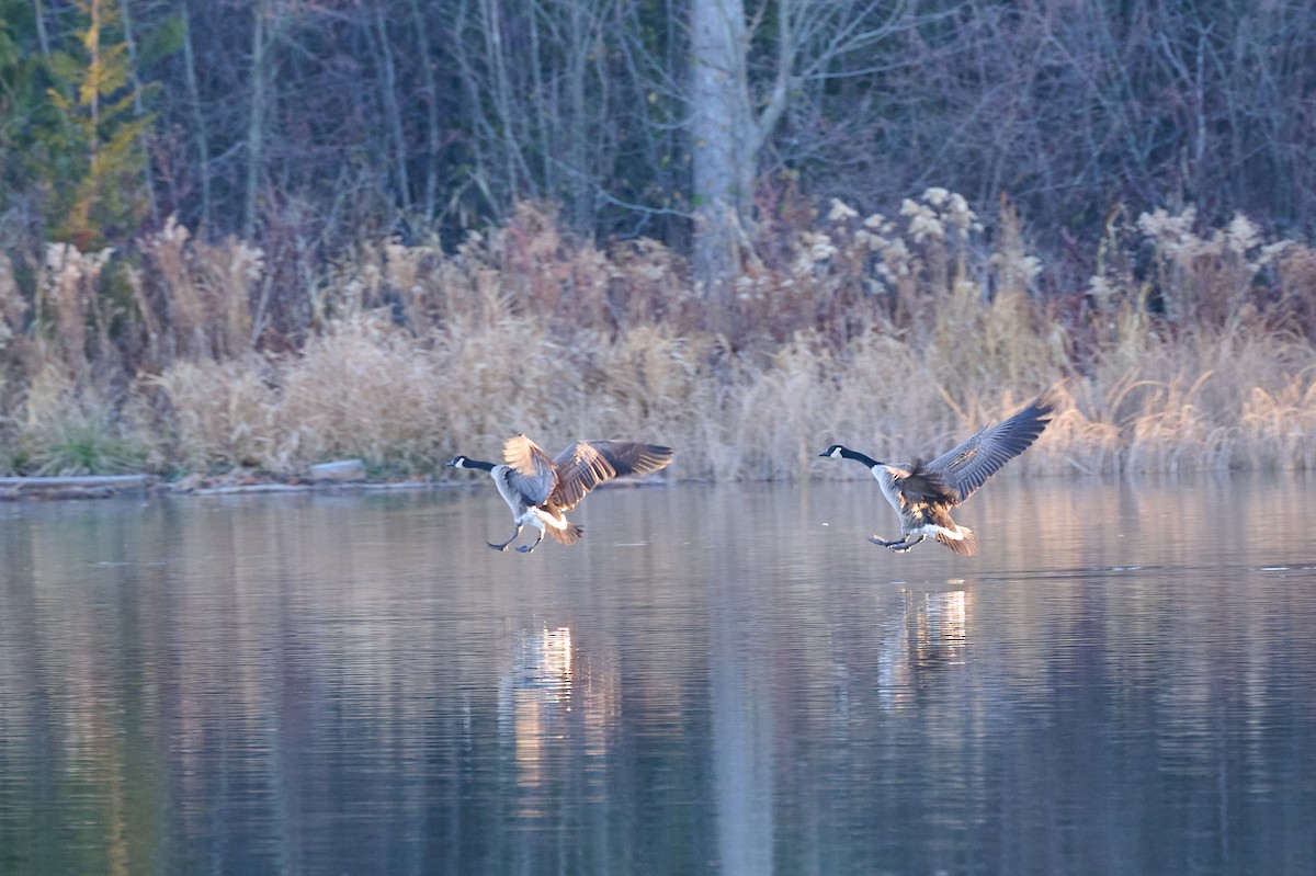 Canada Goose - ML645857222