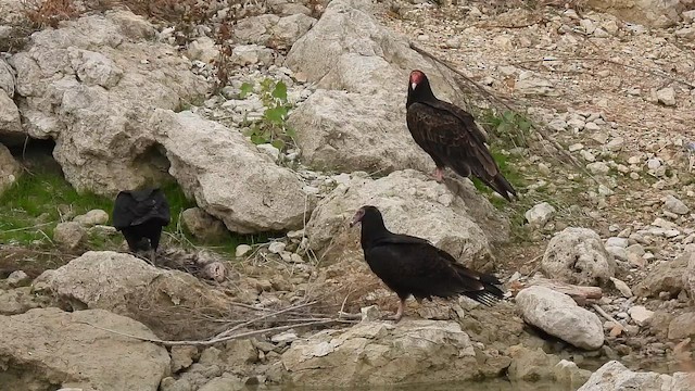 Катарта чорна - ML645857224