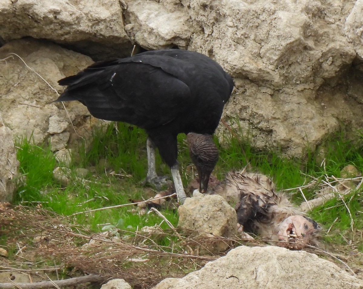 Black Vulture - ML645857234