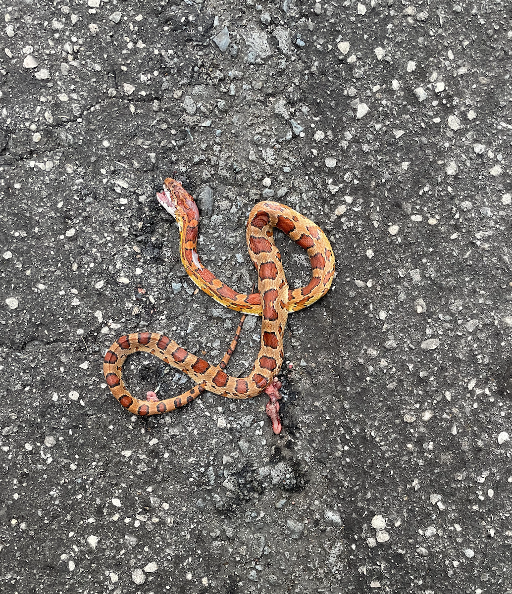 Animals - ML645857236