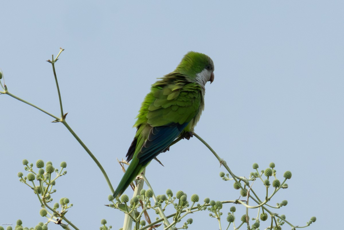 Papagai bulargrisa - ML645857240