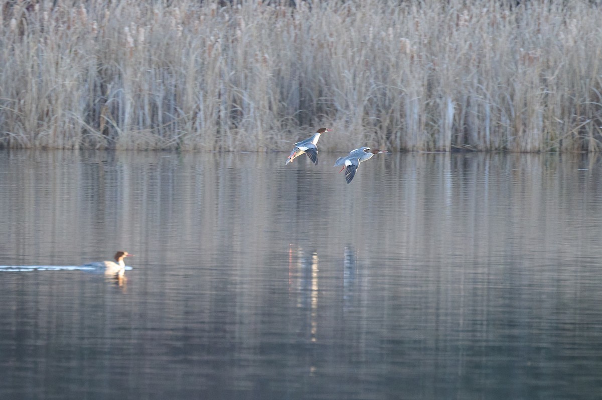 Common Merganser - ML645857250