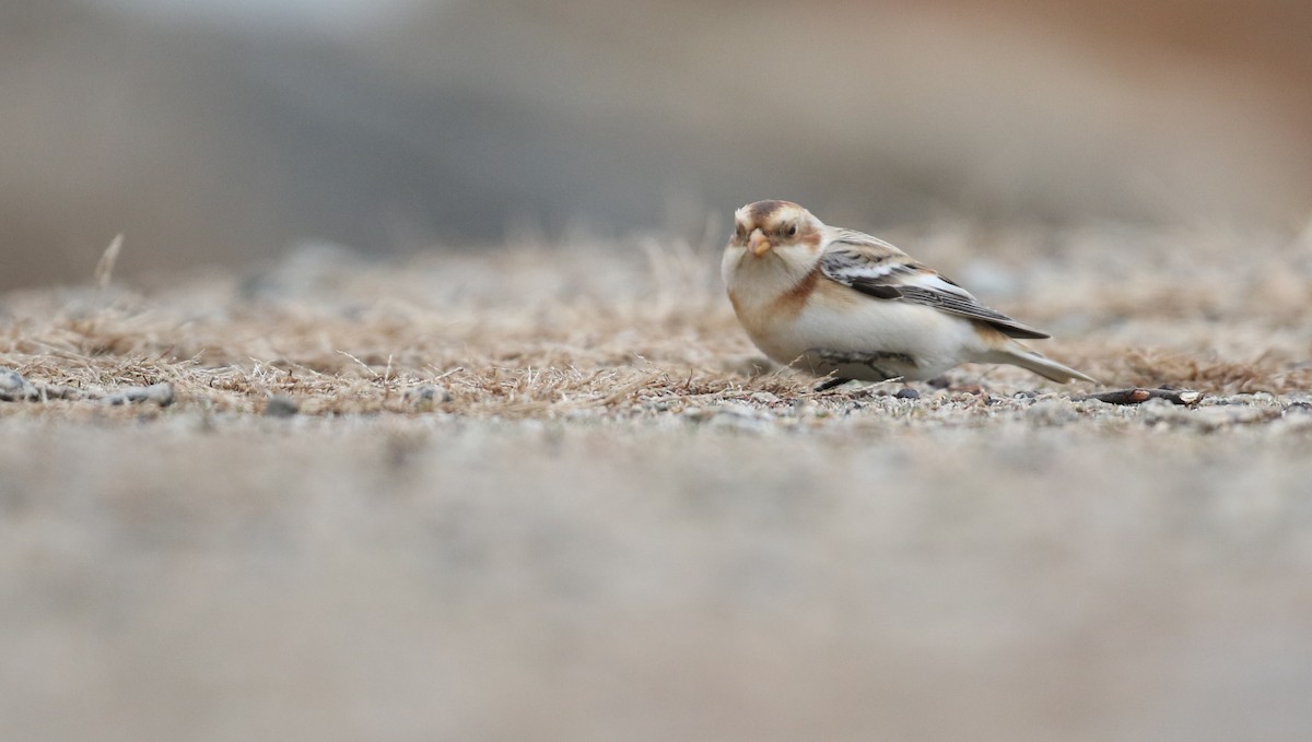 Snow Bunting - ML645857251