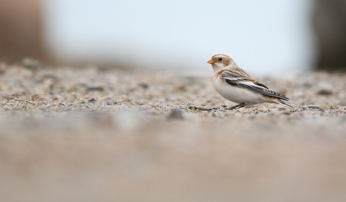 Snow Bunting - ML645857252