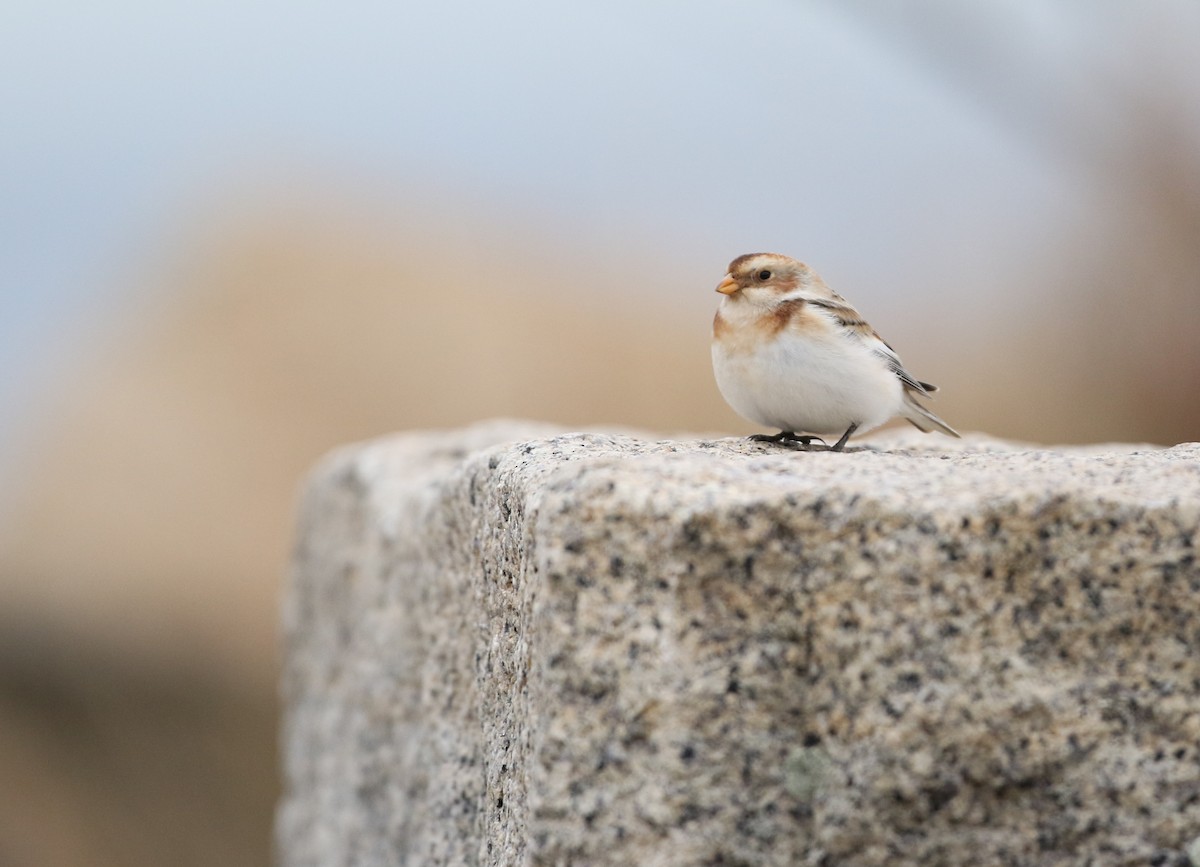 Snow Bunting - ML645857253