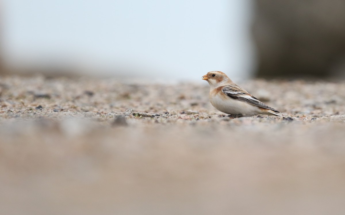 Snow Bunting - ML645857254