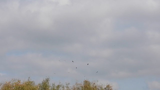 Катарта чорна - ML645857264