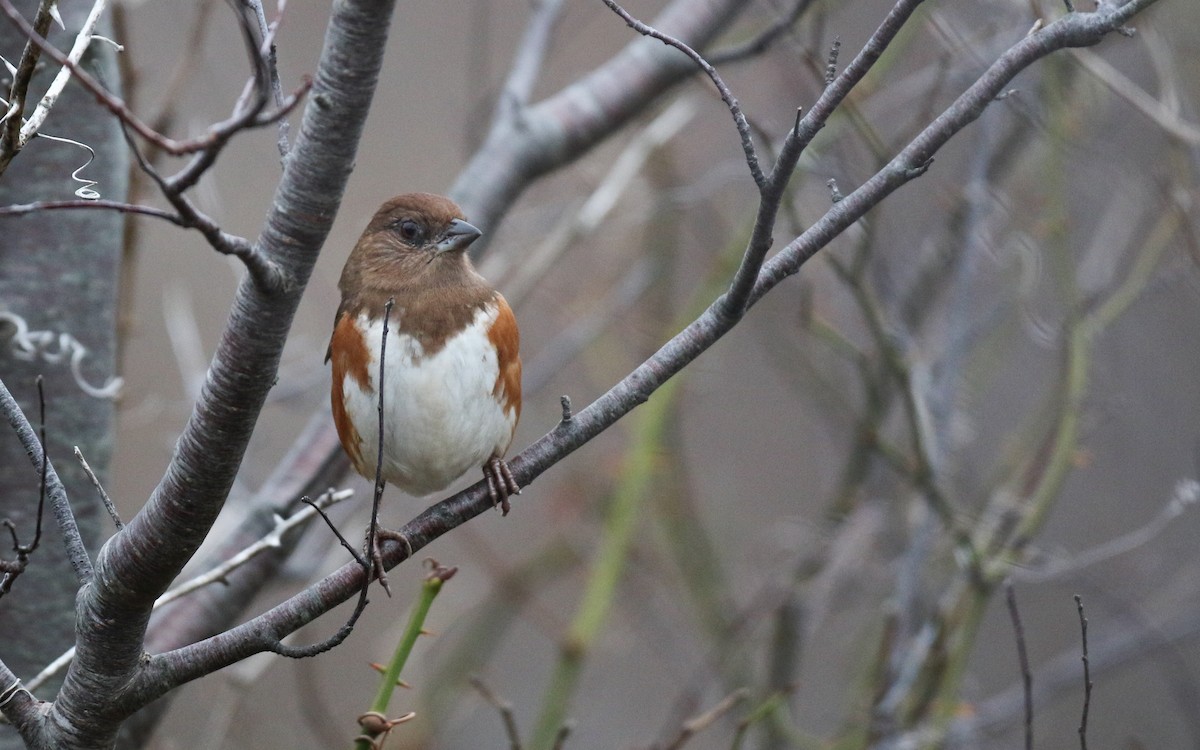 Eastern Towhee - ML645857266