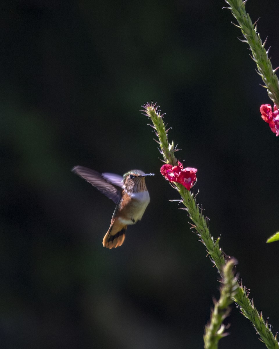 Scintillant Hummingbird - ML645857270