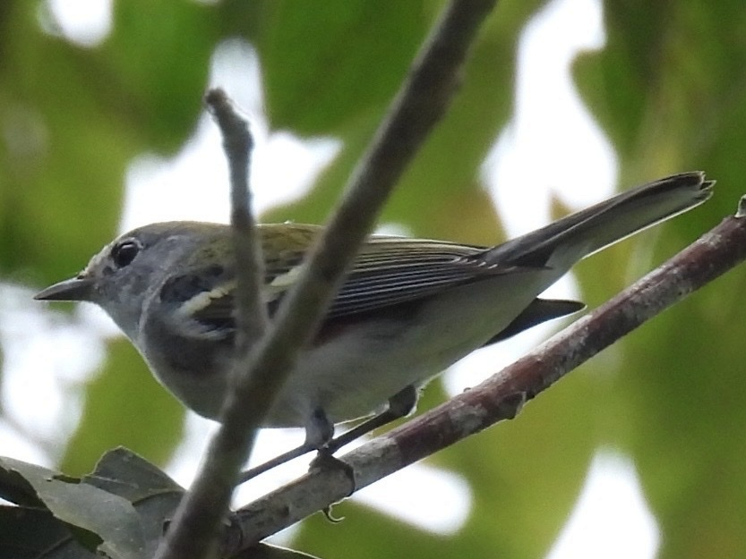 Chestnut-sided Warbler - ML645857273