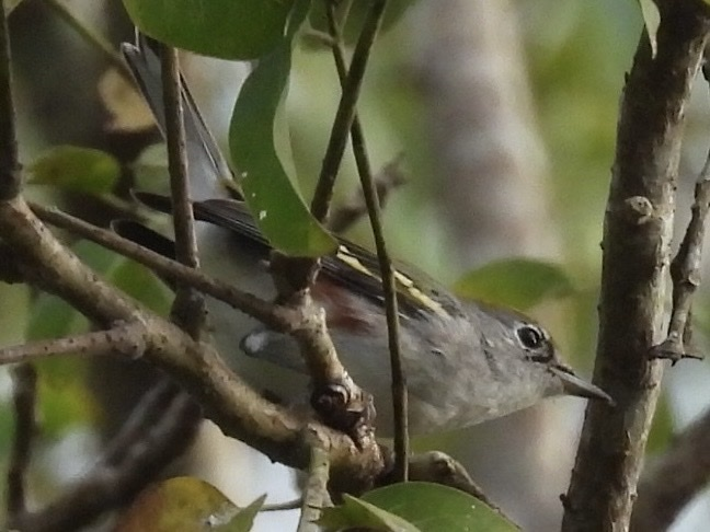 Chestnut-sided Warbler - ML645857274