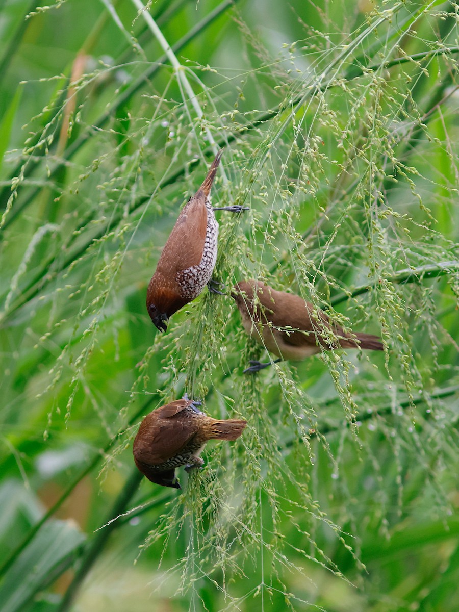 Scaly-breasted Munia - ML645857287