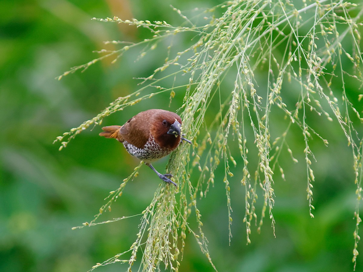 Scaly-breasted Munia - ML645857288