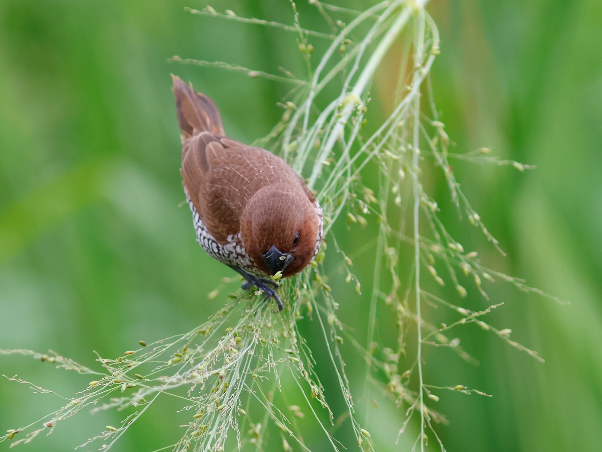 Scaly-breasted Munia - ML645857289