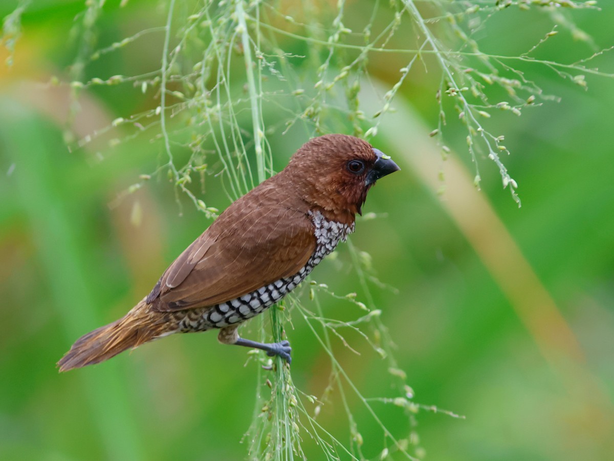 Scaly-breasted Munia - ML645857290