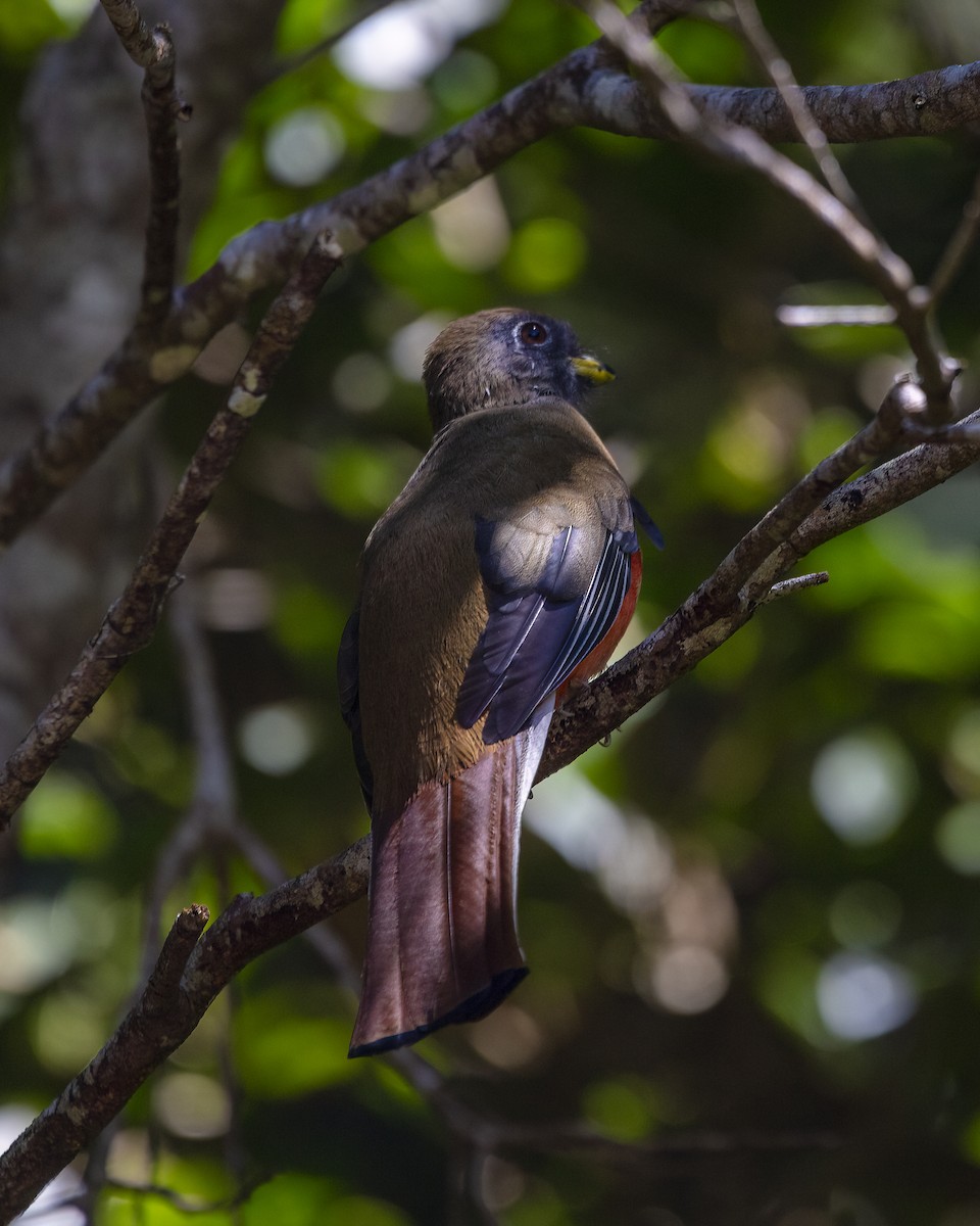 Collared Trogon - ML645857291