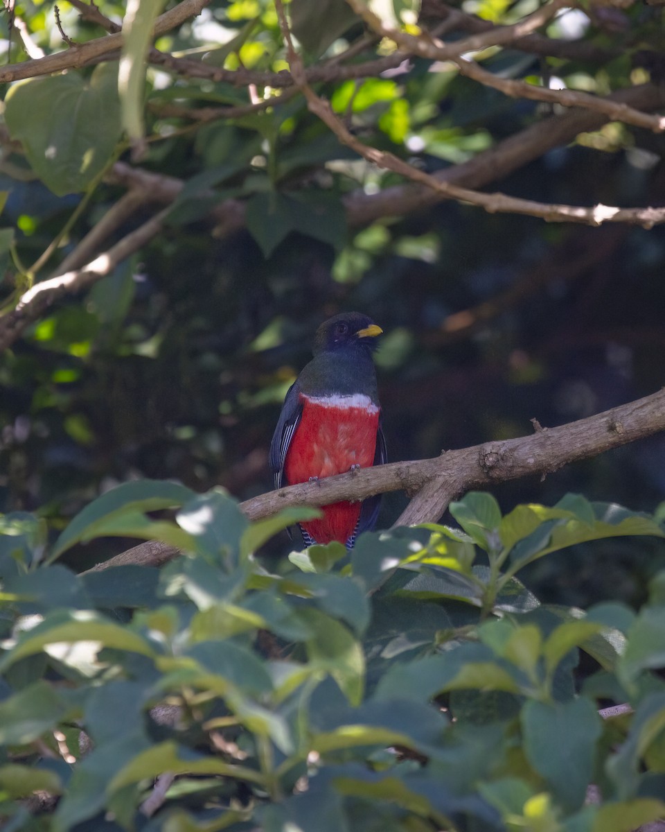 Collared Trogon - ML645857292